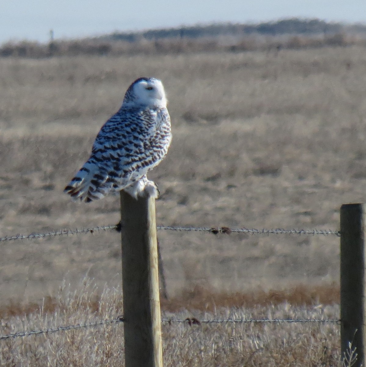 Snowy Owl - ML21430021