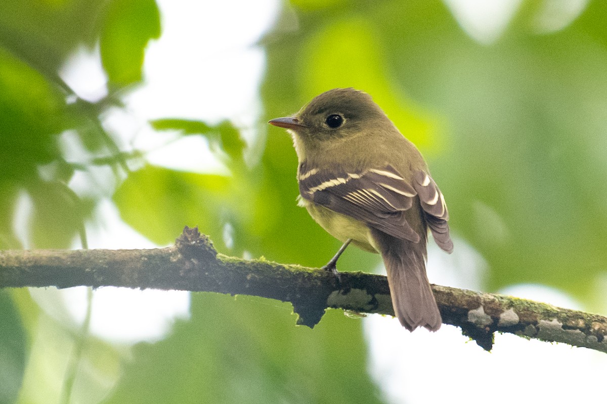 Yellow-bellied Flycatcher - ML214300691