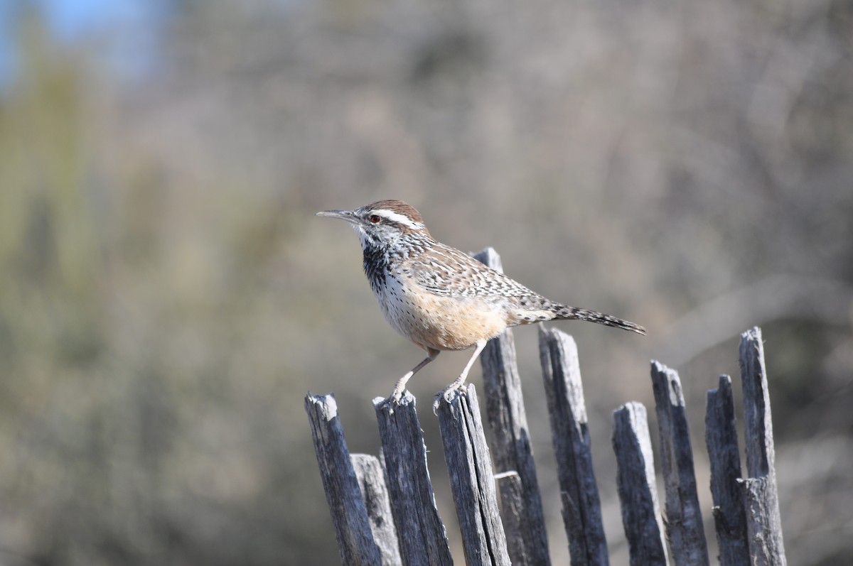 Cactus Wren - ML214306391