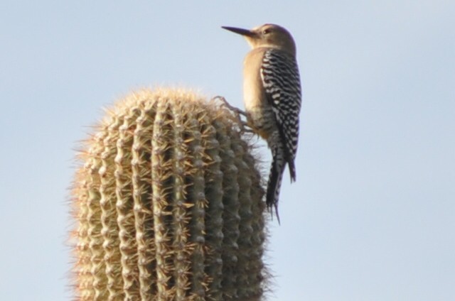 Gila Woodpecker - ML214306701