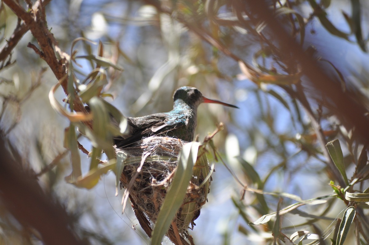 Broad-billed Hummingbird - ML214307251