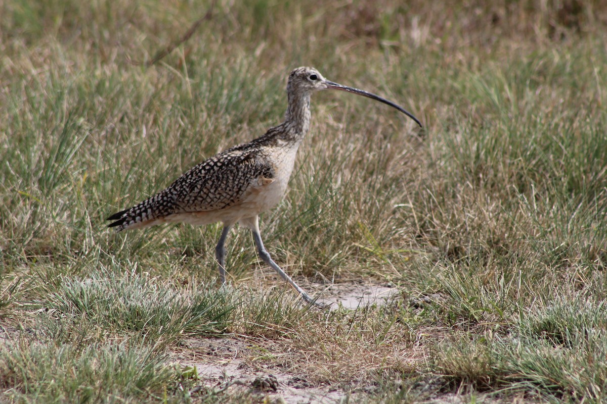 Long-billed Curlew - ML214308091