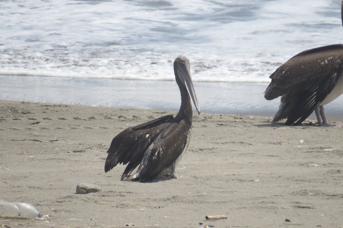 Brown Pelican - Kevin Jiménez Gonzáles