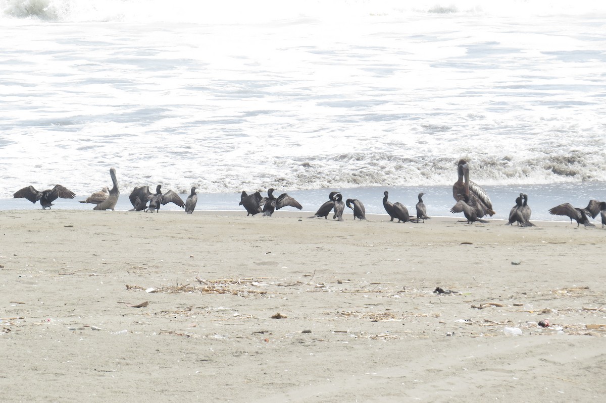 Brown Pelican - ML214308841