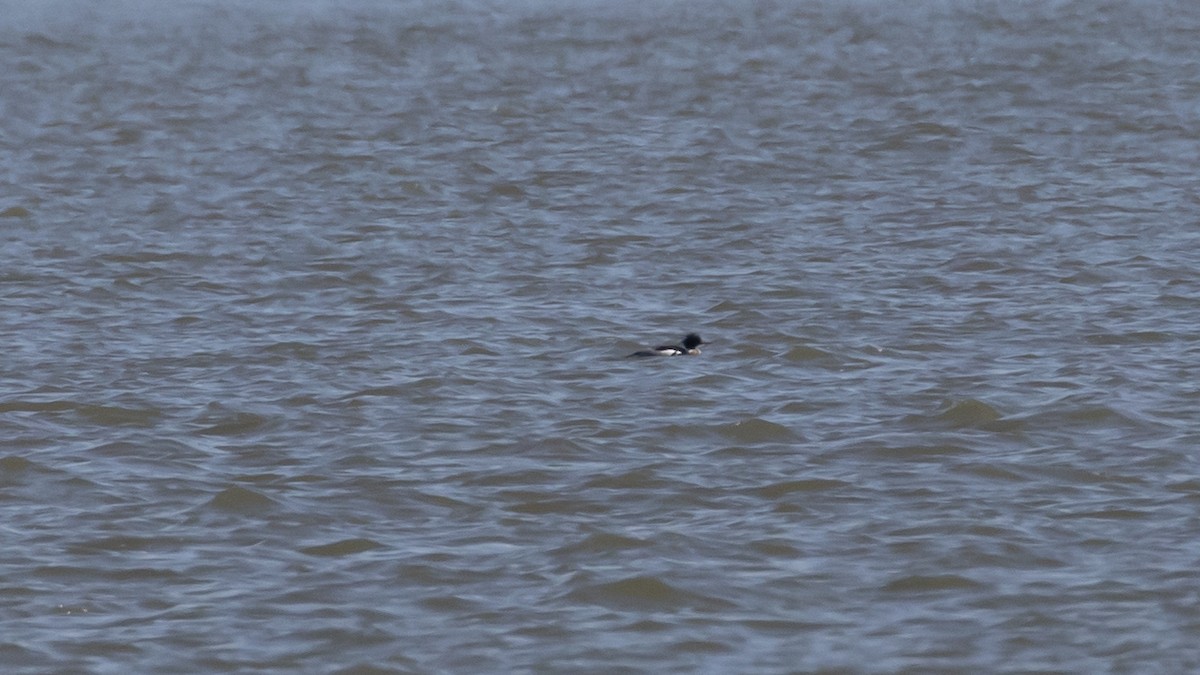 Red-breasted Merganser - R Miller