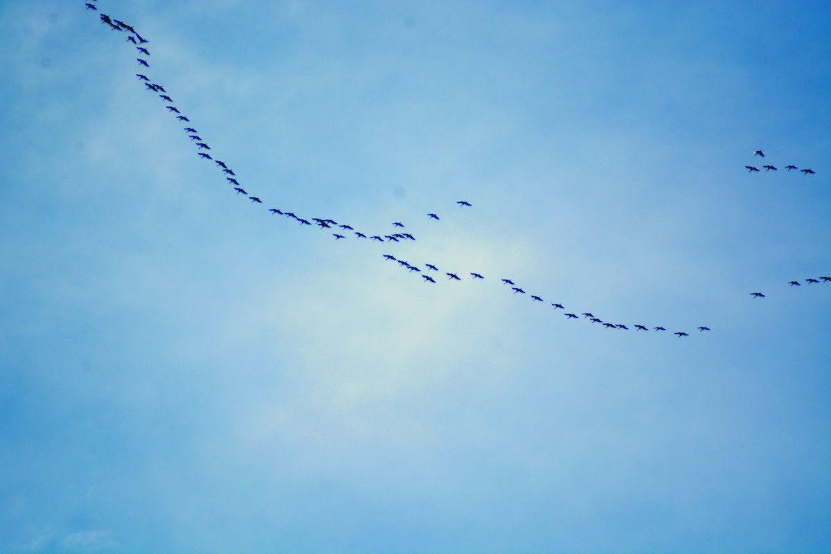 Sandhill Crane - shawn mason