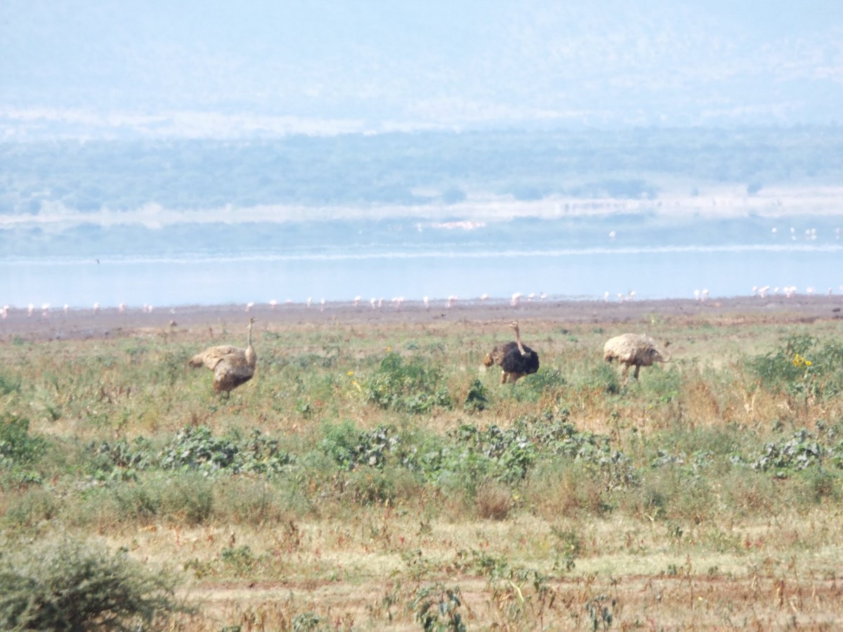 Common Ostrich - Benjamin Becker