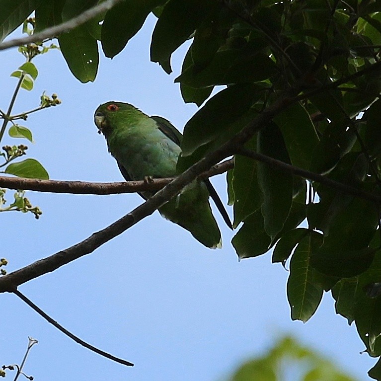 Brown-backed Parrotlet - Rodrigo Ferraz