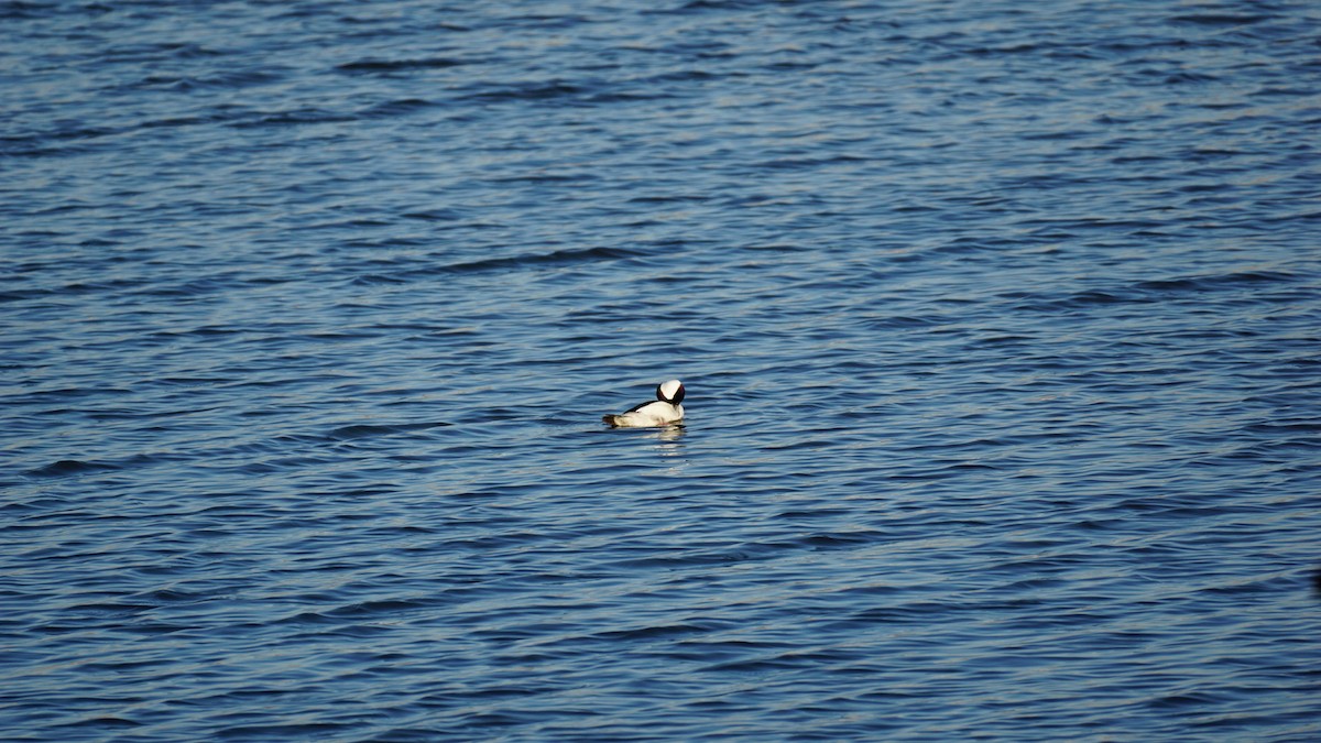 Bufflehead - ML214312321