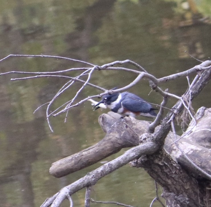 Belted Kingfisher - ML214314191