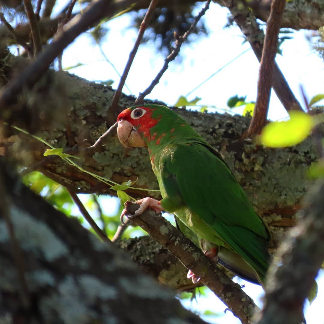 Mitred Parakeet - Javier Pereyra