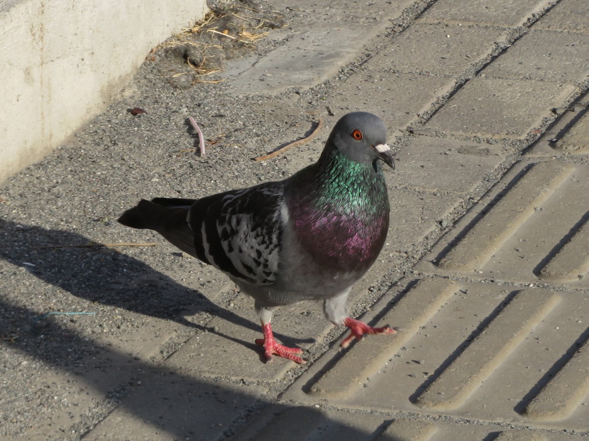 Rock Pigeon (Feral Pigeon) - ML214315461
