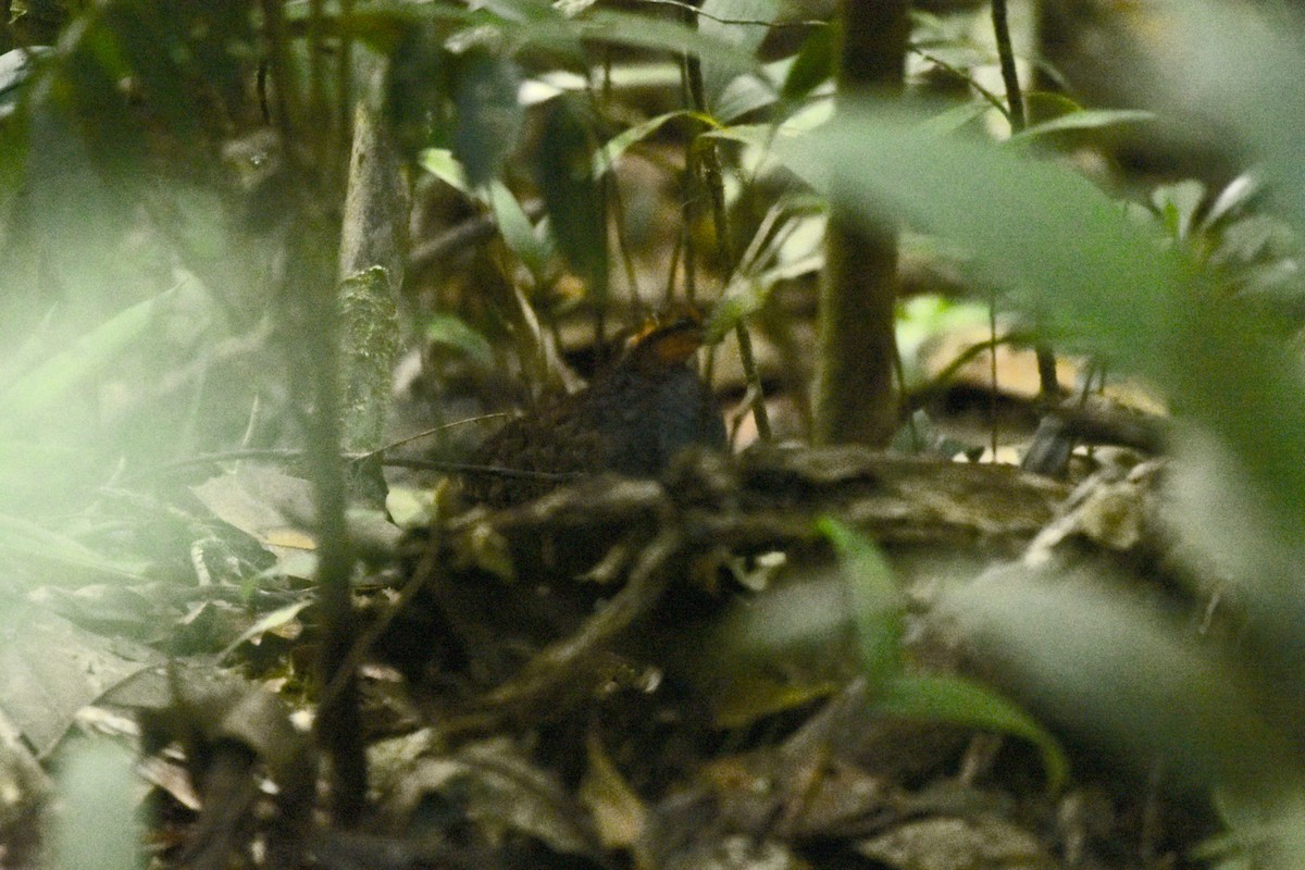 Tawny-faced Quail - ML214321331