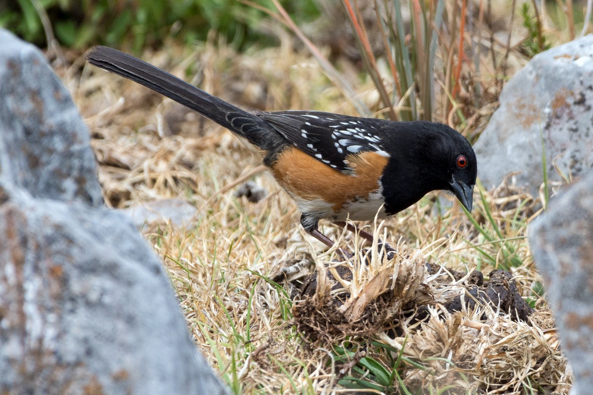 Spotted Towhee - Juan Miguel Artigas Azas