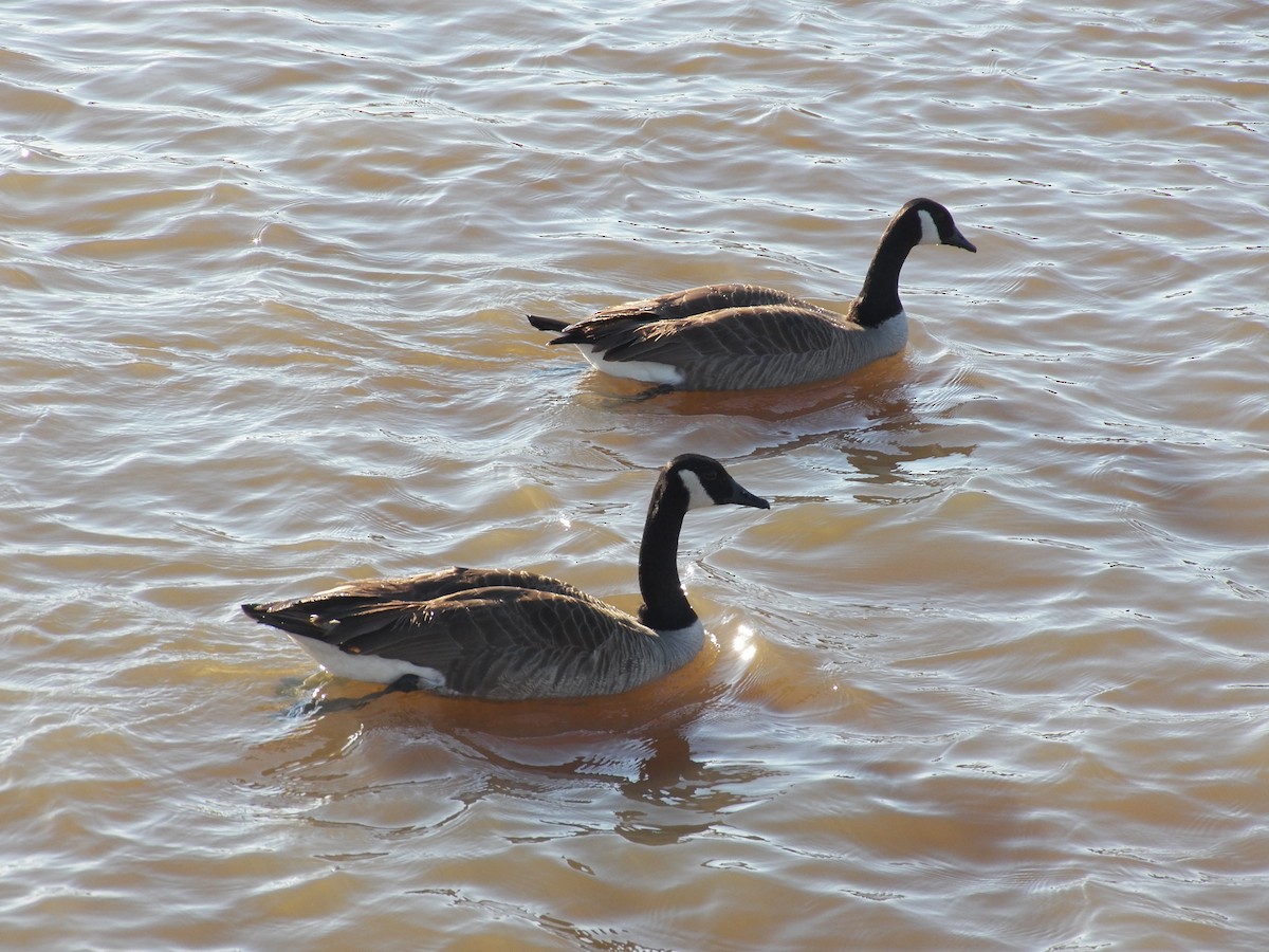 Canada Goose - ML214322071