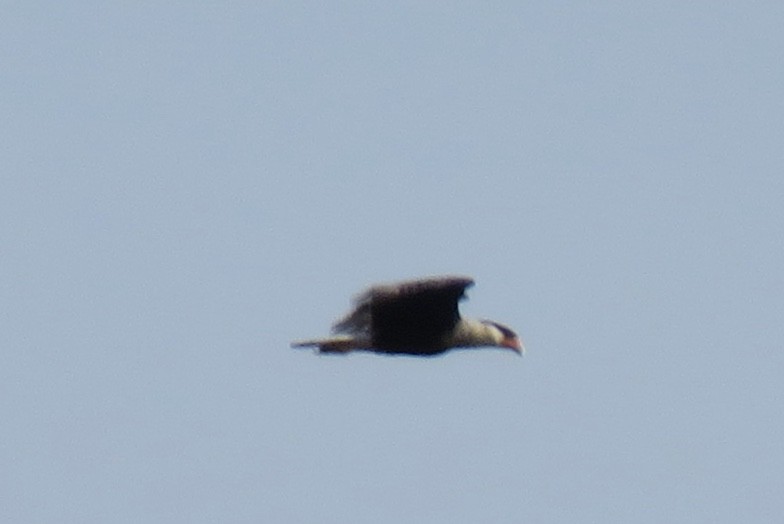 Crested Caracara (Northern) - ML214322301