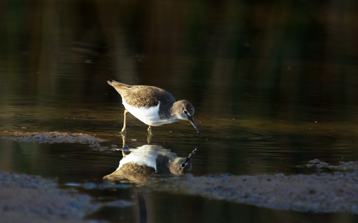 Common Sandpiper - ML214322591