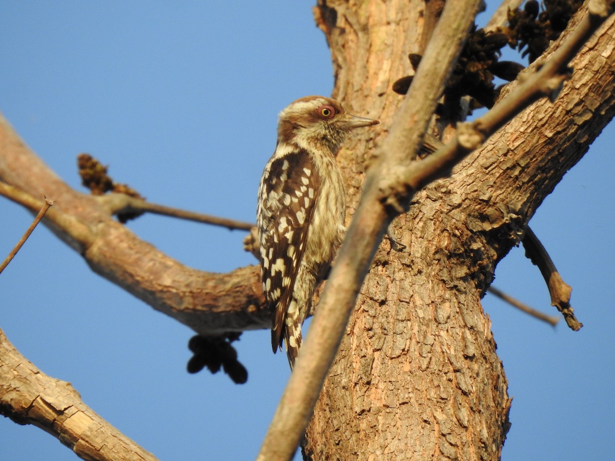 Brown-capped Pygmy Woodpecker - ML214323711