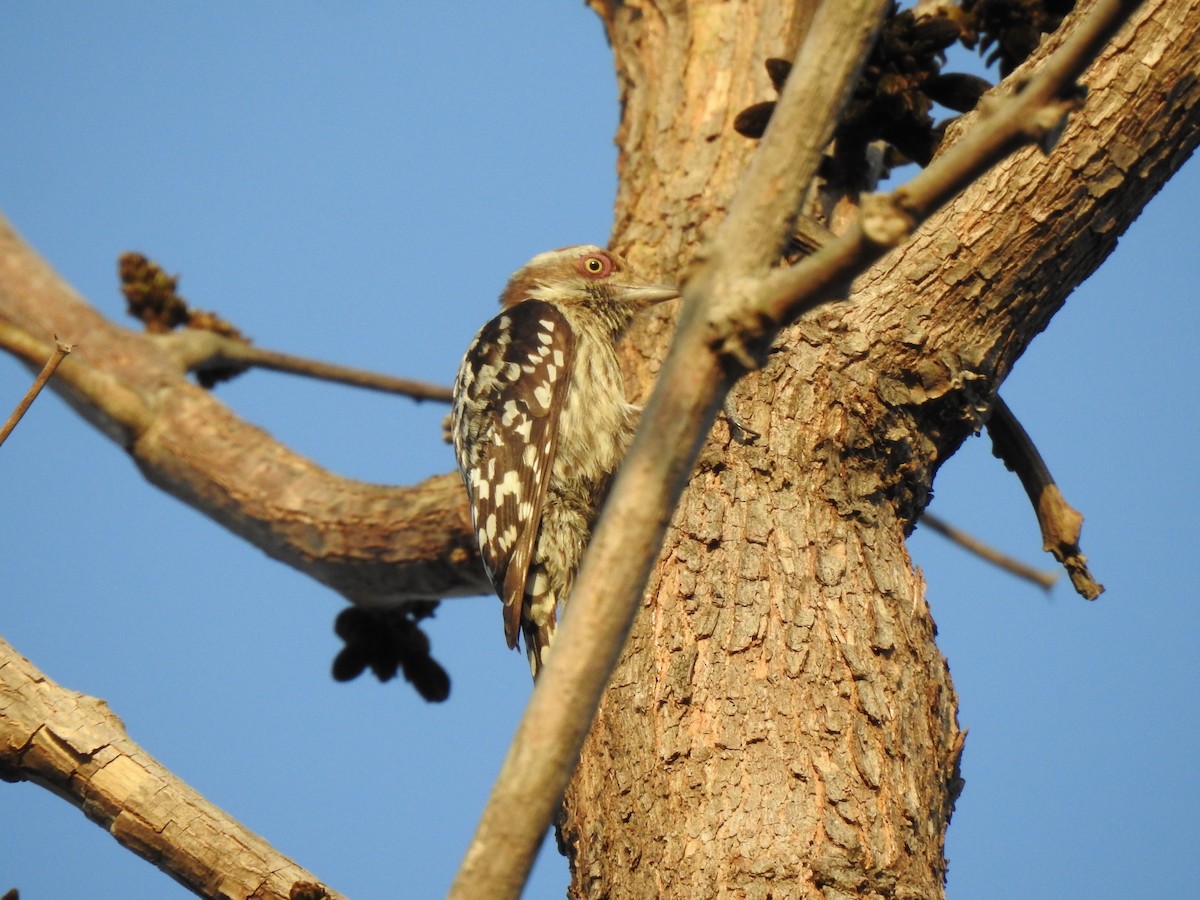 Brown-capped Pygmy Woodpecker - ML214323721