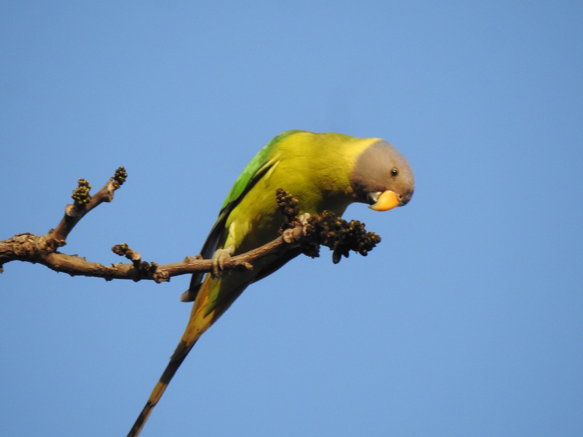 Plum-headed Parakeet - Ghanshyam Prasad Bhanware
