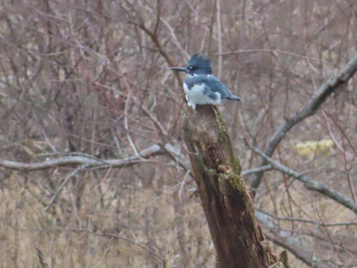 Belted Kingfisher - ML214324001