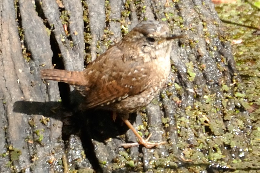 Winter Wren - ML214324081