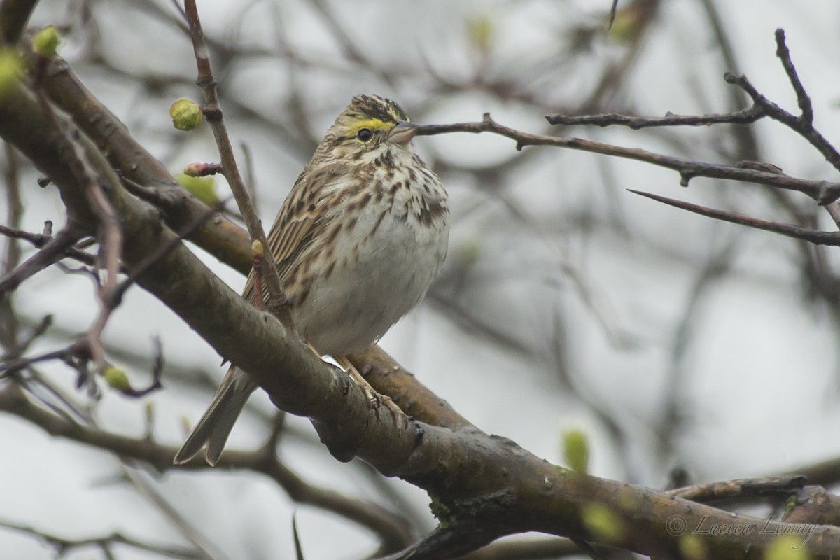 Savannah Sparrow - Lucien Lemay