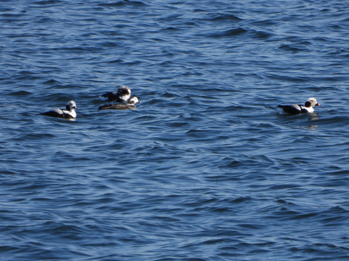 Long-tailed Duck - ML214325151