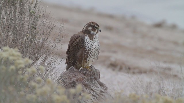 Prairie Falcon - ML214326141