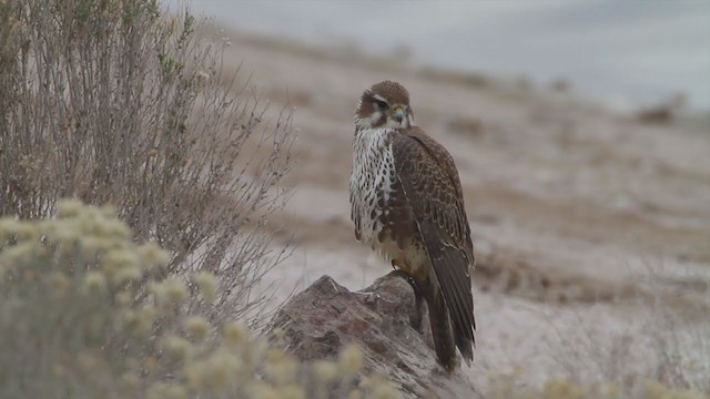 Prairie Falcon - ML214326471