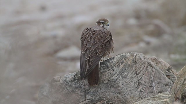 Prairie Falcon - ML214326701