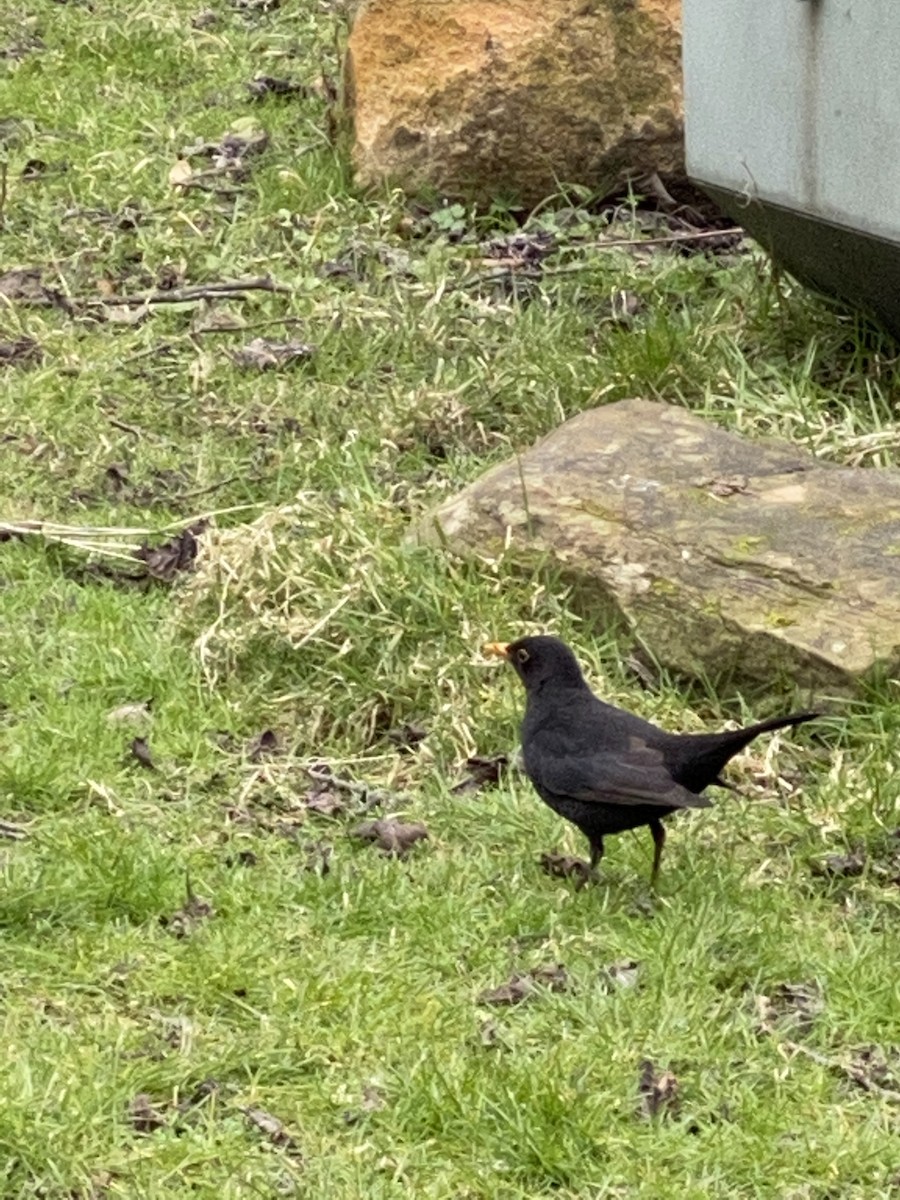 Eurasian Blackbird - ML214327341