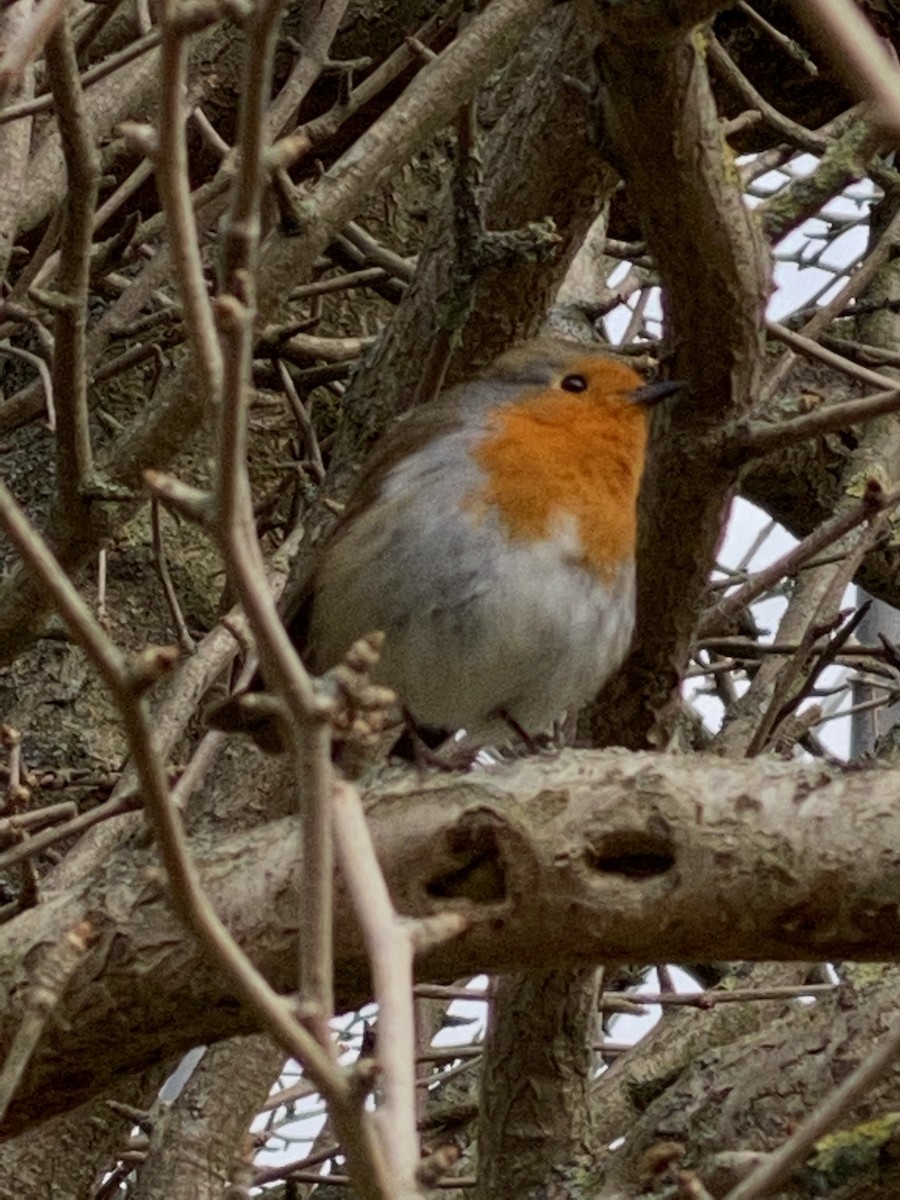 European Robin - ML214327471