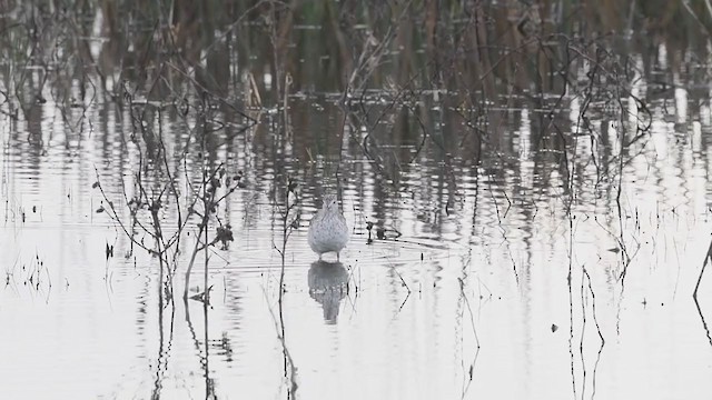 Greater Yellowlegs - ML214329911