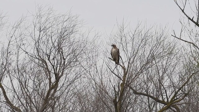 Red-tailed Hawk (calurus/alascensis) - ML214330931