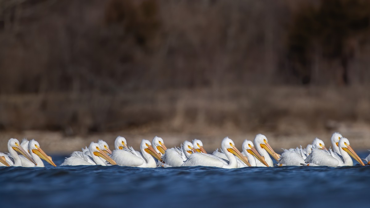 American White Pelican - ML214331631