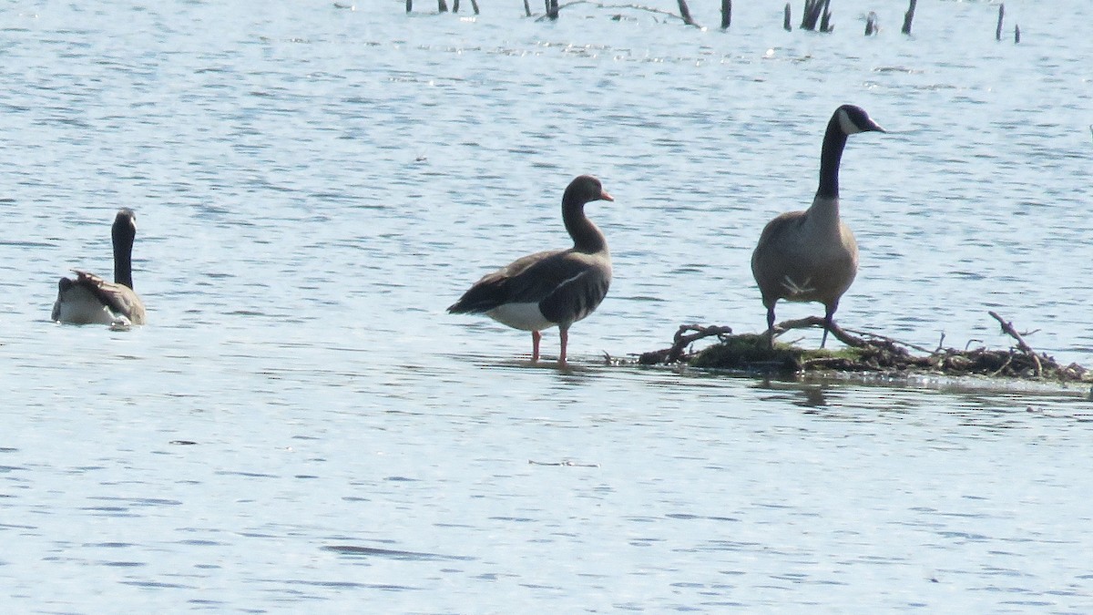 Greater White-fronted Goose - Dan J. MacNeal