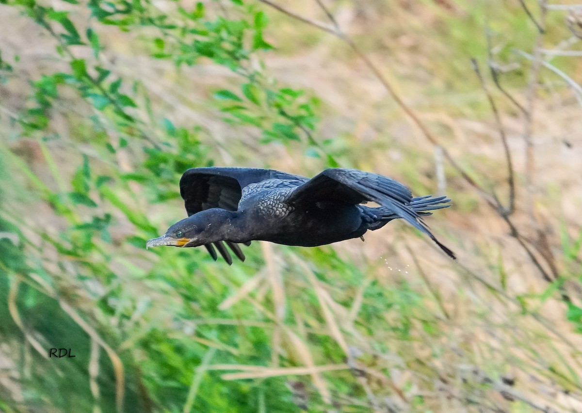Neotropic Cormorant - Raul Delgado