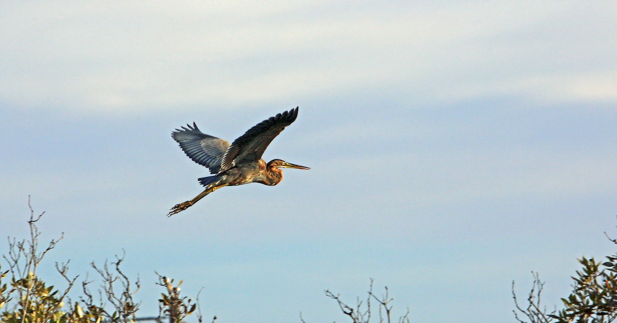 Purple Heron - ML214335981