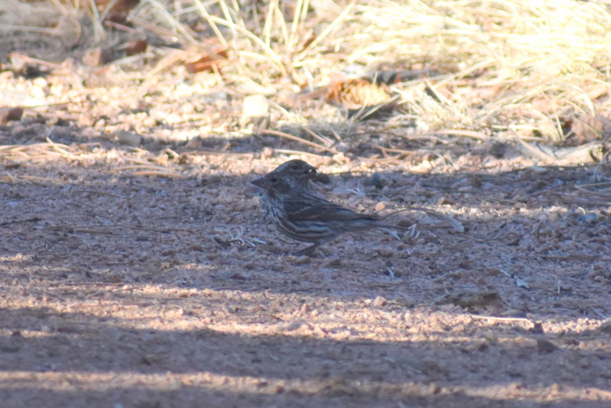 Cassin's Finch - ML214340471