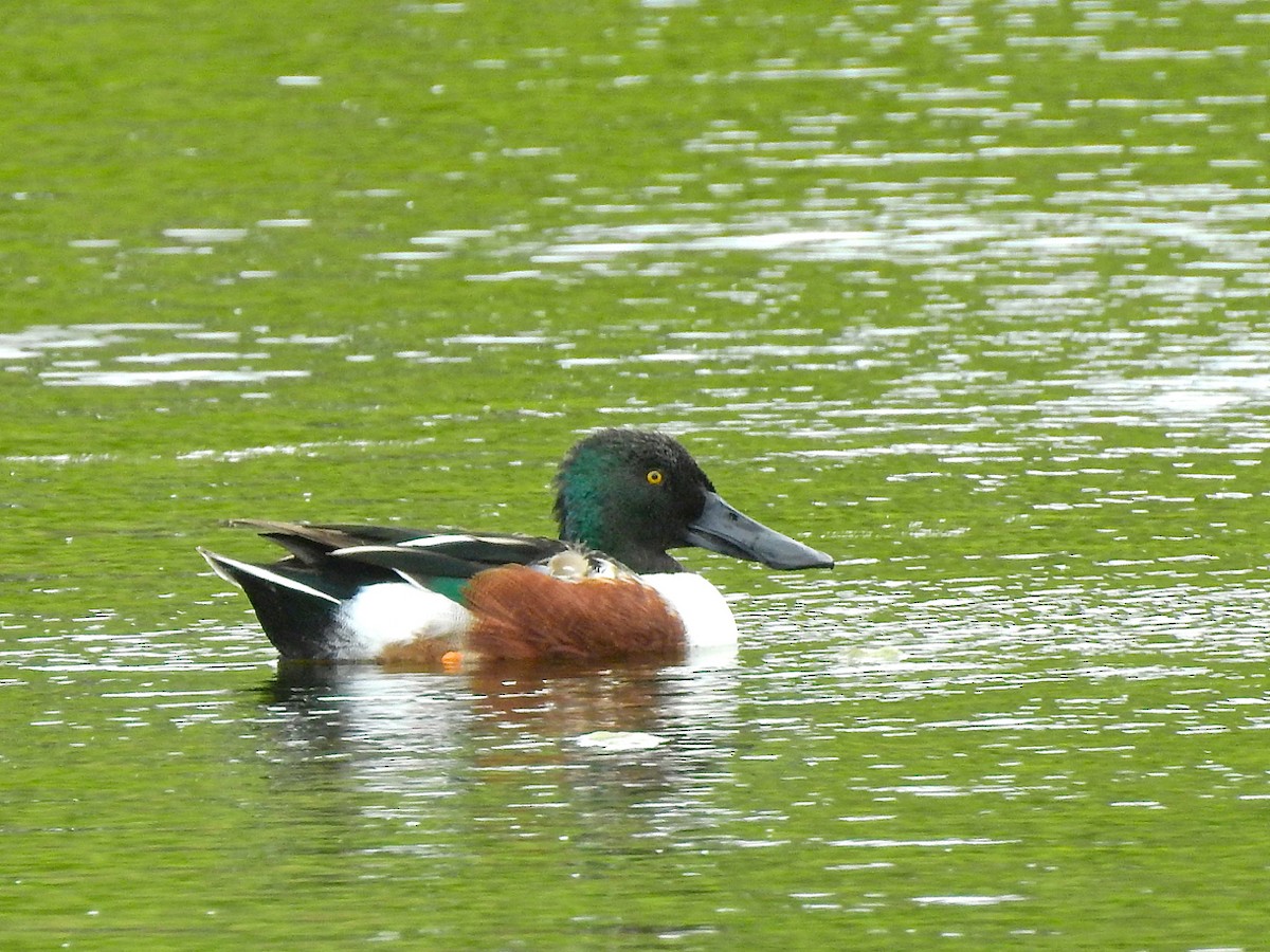 Northern Shoveler - Michael Young