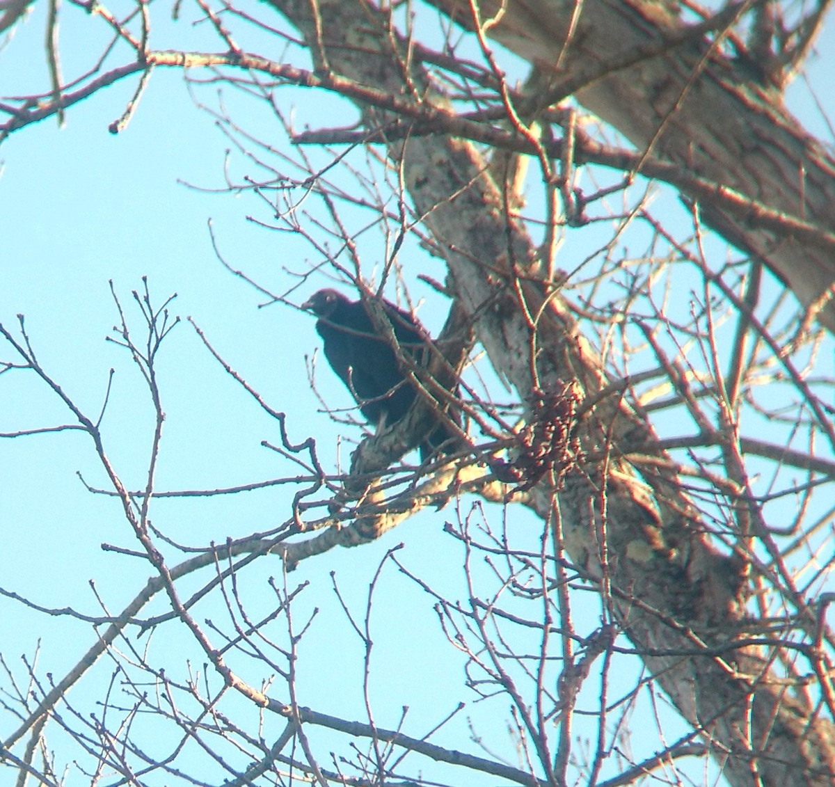 Black Vulture - Jacob Raber