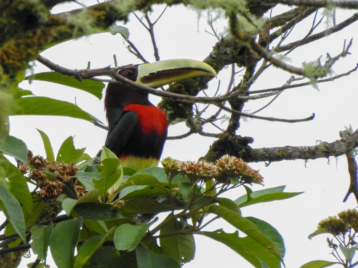 Ivory-billed Aracari - ML214345021