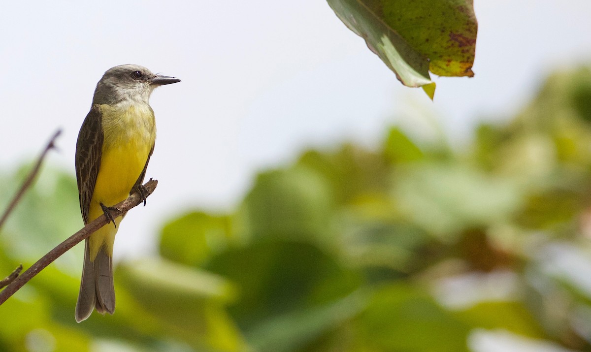 Tropical Kingbird - ML214345391