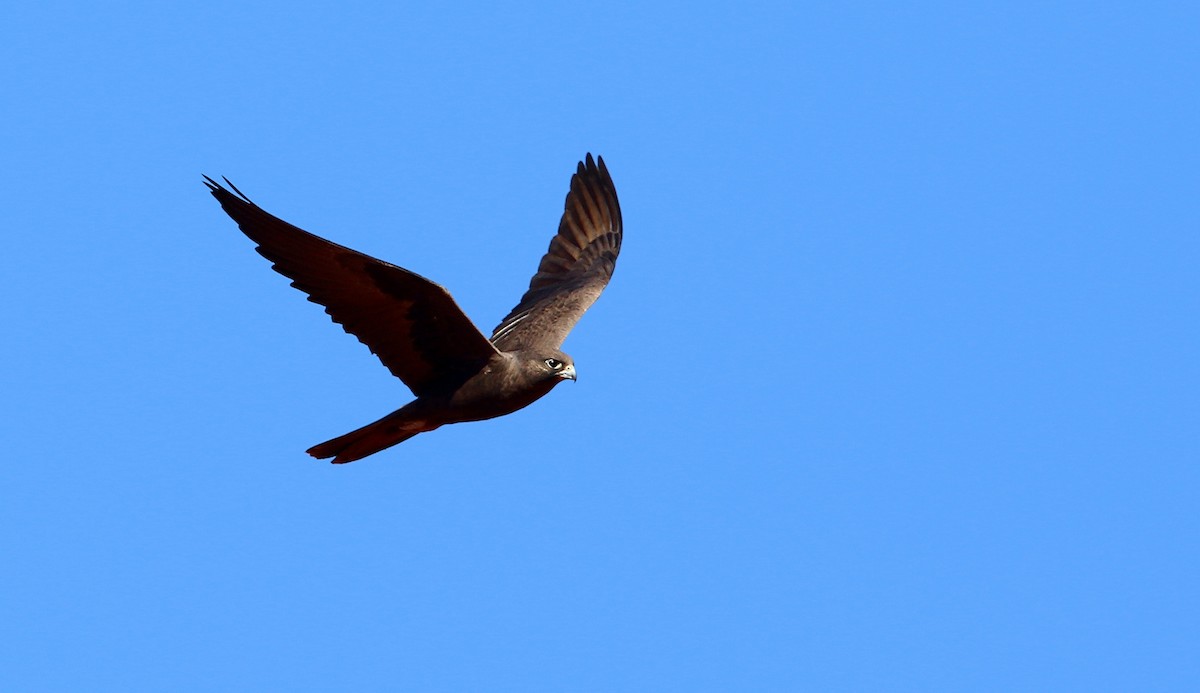 Black Falcon - ML214345581