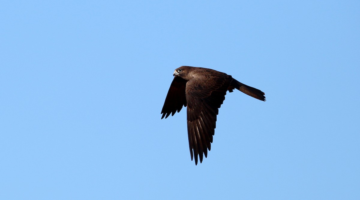 Black Falcon - ML214345601