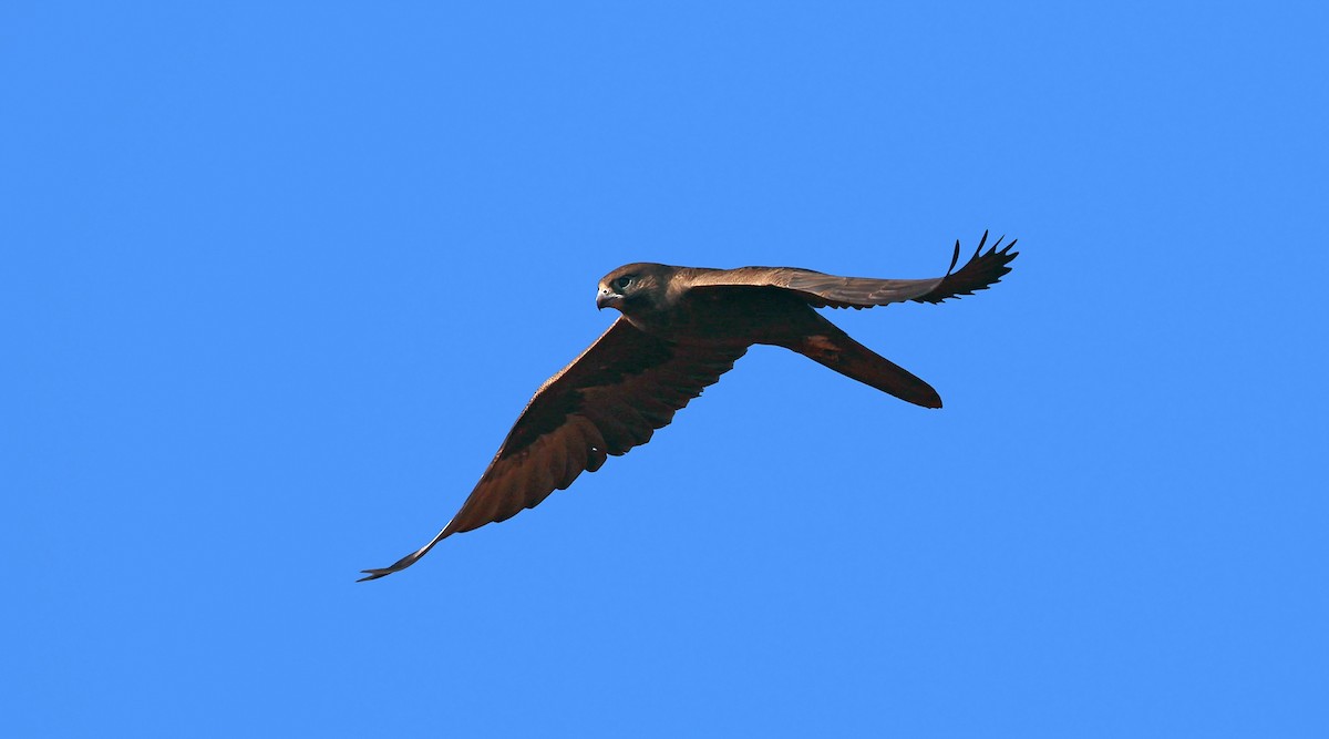 Black Falcon - ML214345621