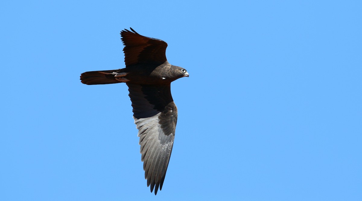 Black Falcon - ML214345631