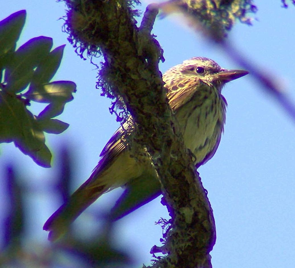 Sulphur-bellied Flycatcher - ML214347541