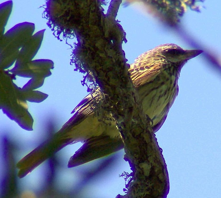 Sulphur-bellied Flycatcher - Malcolm Mark Swan